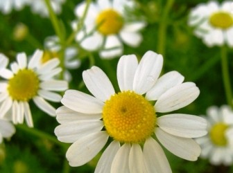 German Chamomile: About the Herb & Its Benefits for Skin